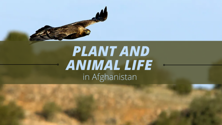 Plant and Animal Life